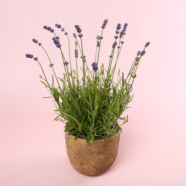 Lavender