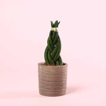Сансевієрія циліндрична (Sansevieria cylindrica)