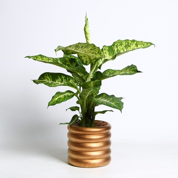 Диффенбахия