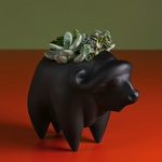 Planting succulents in a Buffalo pot black
