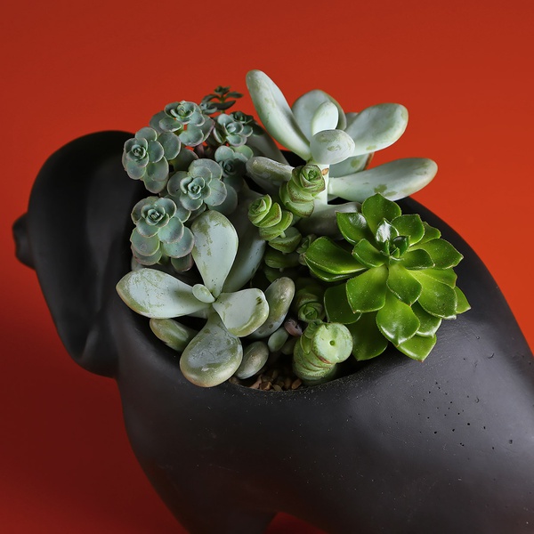 Planting succulents in a Buffalo pot black