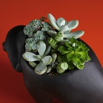 Planting succulents in a Buffalo pot black
