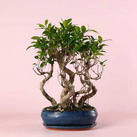 Ficus Bonsai Ginseng in a planter, size M