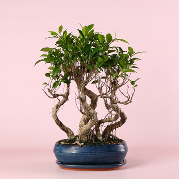 Ficus Bonsai Ginseng in a planter, size M