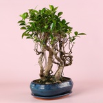 Фикус бонсай Ginseng в кашпо, М