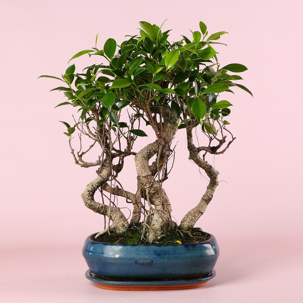 Фикус бонсай Ginseng в кашпо, М