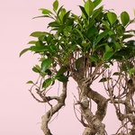Фикус бонсай Ginseng в кашпо, М