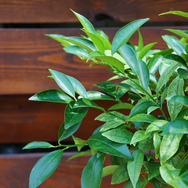 Цитрофортунелла мікро