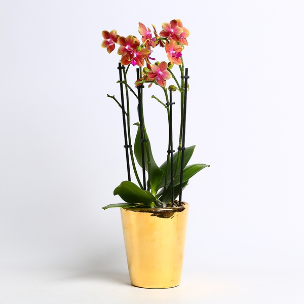 Орхидея (Phalaenopsis Mf An Bolgheri)