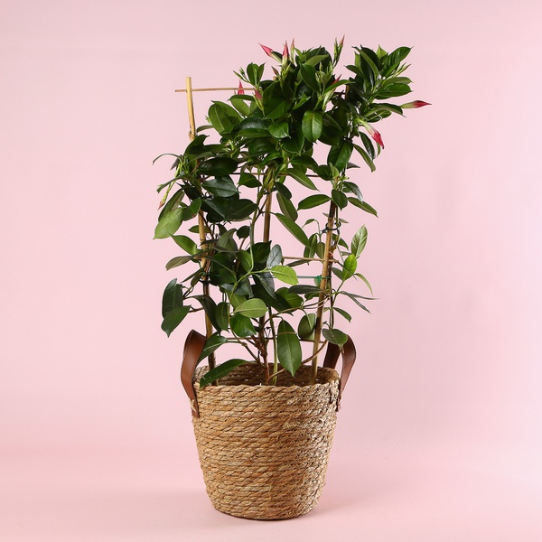 Мандевіла (Mandevilla Sand. 'Eagle Eye')