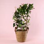 Мандевіла (Mandevilla Sand. 'Eagle Eye')