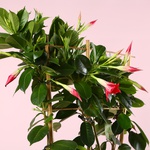 Мандевіла (Mandevilla Sand. 'Eagle Eye')