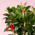 Мандевіла (Mandevilla Sand. 'Eagle Eye')