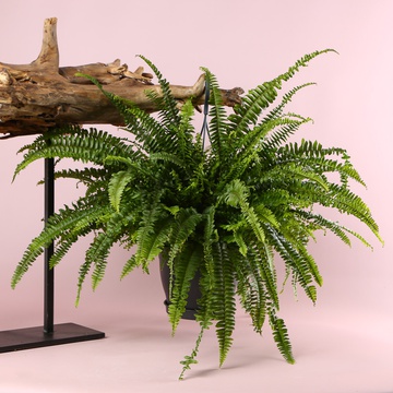 Nephrolepis L