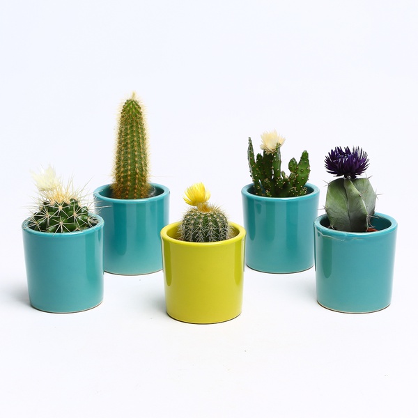 Cactus mini mix