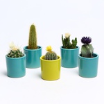 Cactus mini mix