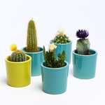 Cactus mini mix