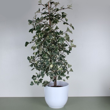 Фикус Triangularis Sweetheart