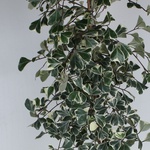 ФікусTriangularis Sweetheart