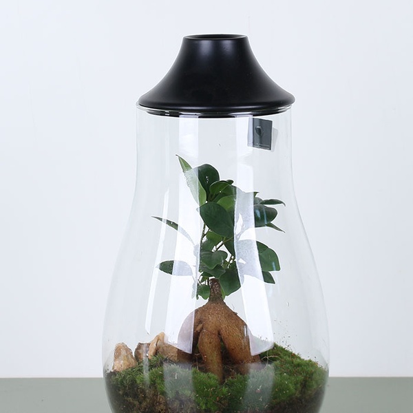 Composition terarium LED