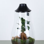 Composition terarium LED