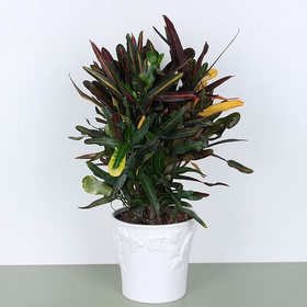 Medium Codiaeum