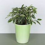 Ficus Вe Kinky S