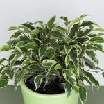 Ficus Вe Kinky S