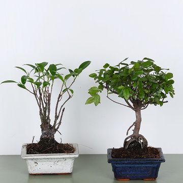 Bonsai in a pot