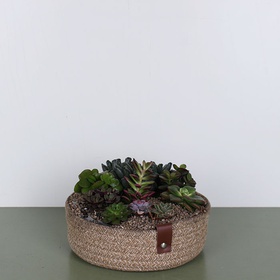Planting succulents in a basket S