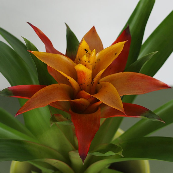 Guzmania