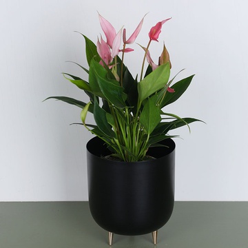 Anthurium Lilli