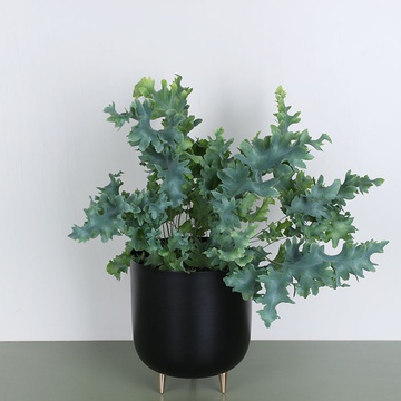 Phlebodium Davana (Phlebo A Davana)