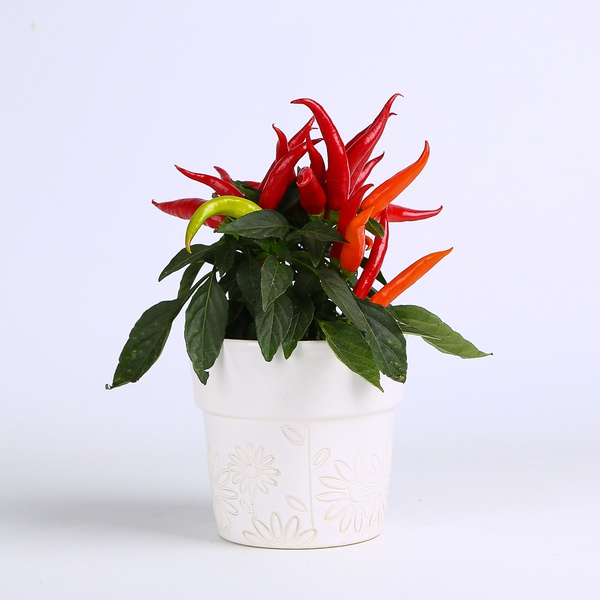Decorative pepper