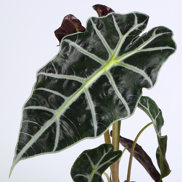 Алоказія Amazonica