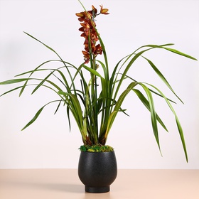 Orchid Cymbidium brown