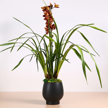 Orchid Cymbidium brown