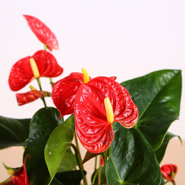Anthurium, M