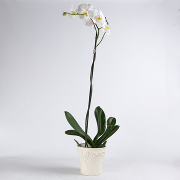 Orchid phalaenopsis white