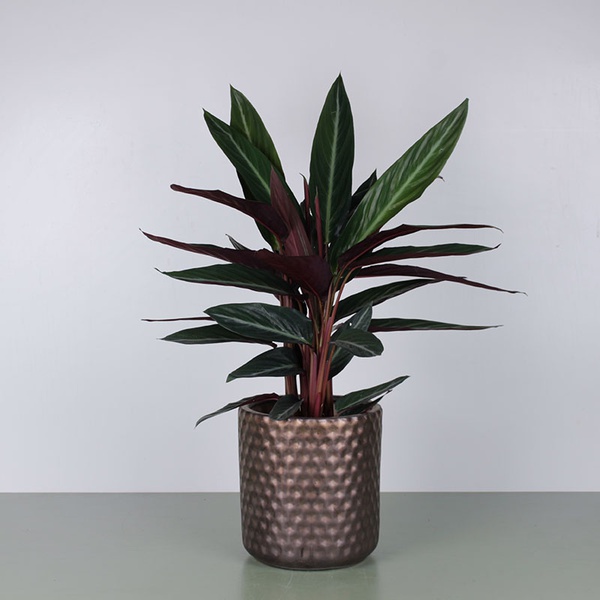 Calathea mix L