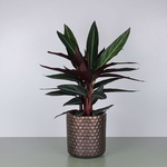 Calathea mix L