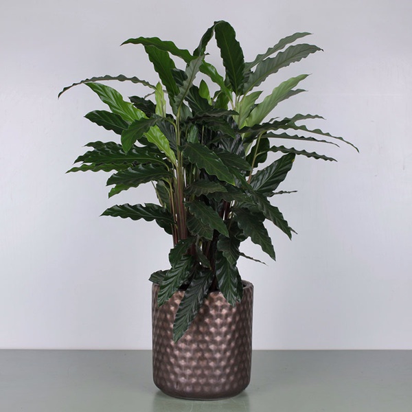 Calathea mix L
