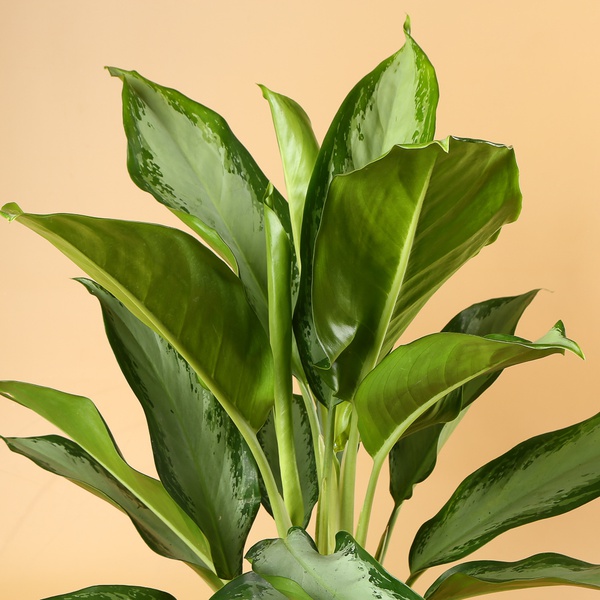 Аглаонема (Aglaonema Сleopatra)