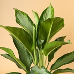 Аглаонема (Aglaonema Сleopatra)