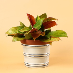 Philodendron Prince of Orange