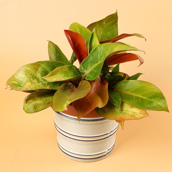 Филодендрон (Philodendron Prince of Orange)