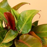 Филодендрон (Philodendron Prince of Orange)