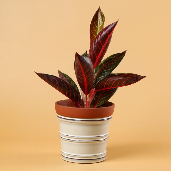 Aglaonema Sumatra