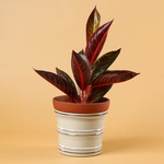 Aglaonema Sumatra