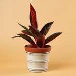 Aglaonema Sumatra